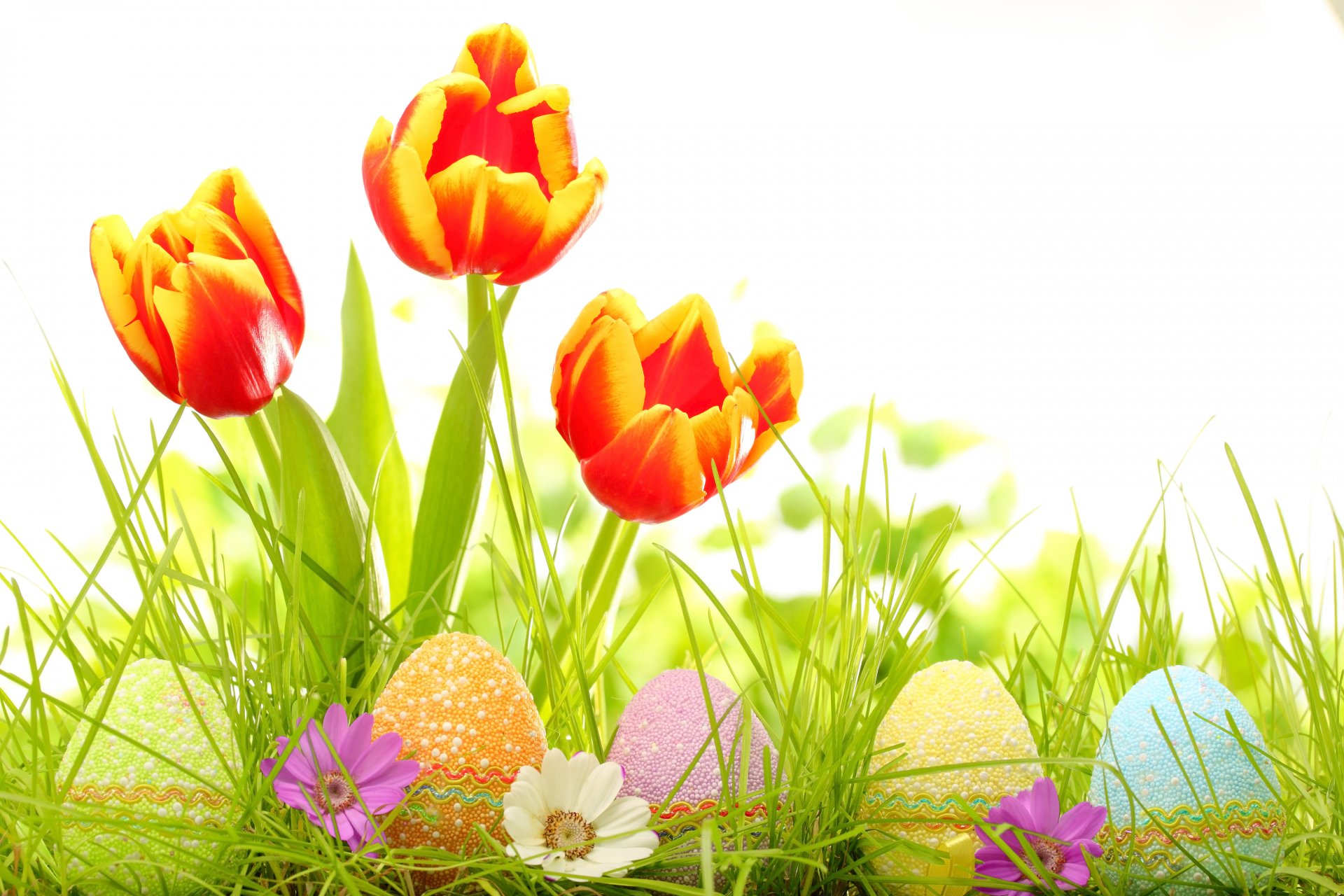 easter eggs tulips flower spring gra