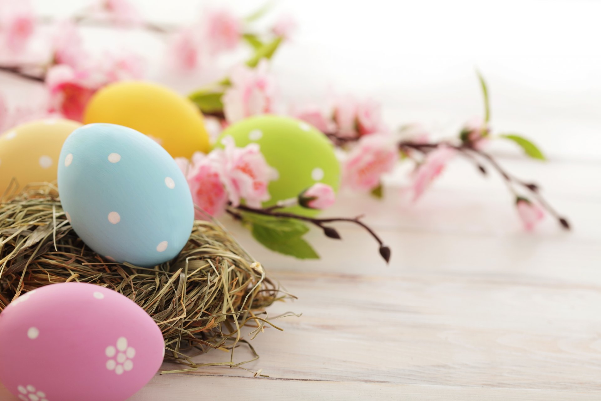 easter holiday eggs easter pink blue yellow green nest branch flowers flowering spring