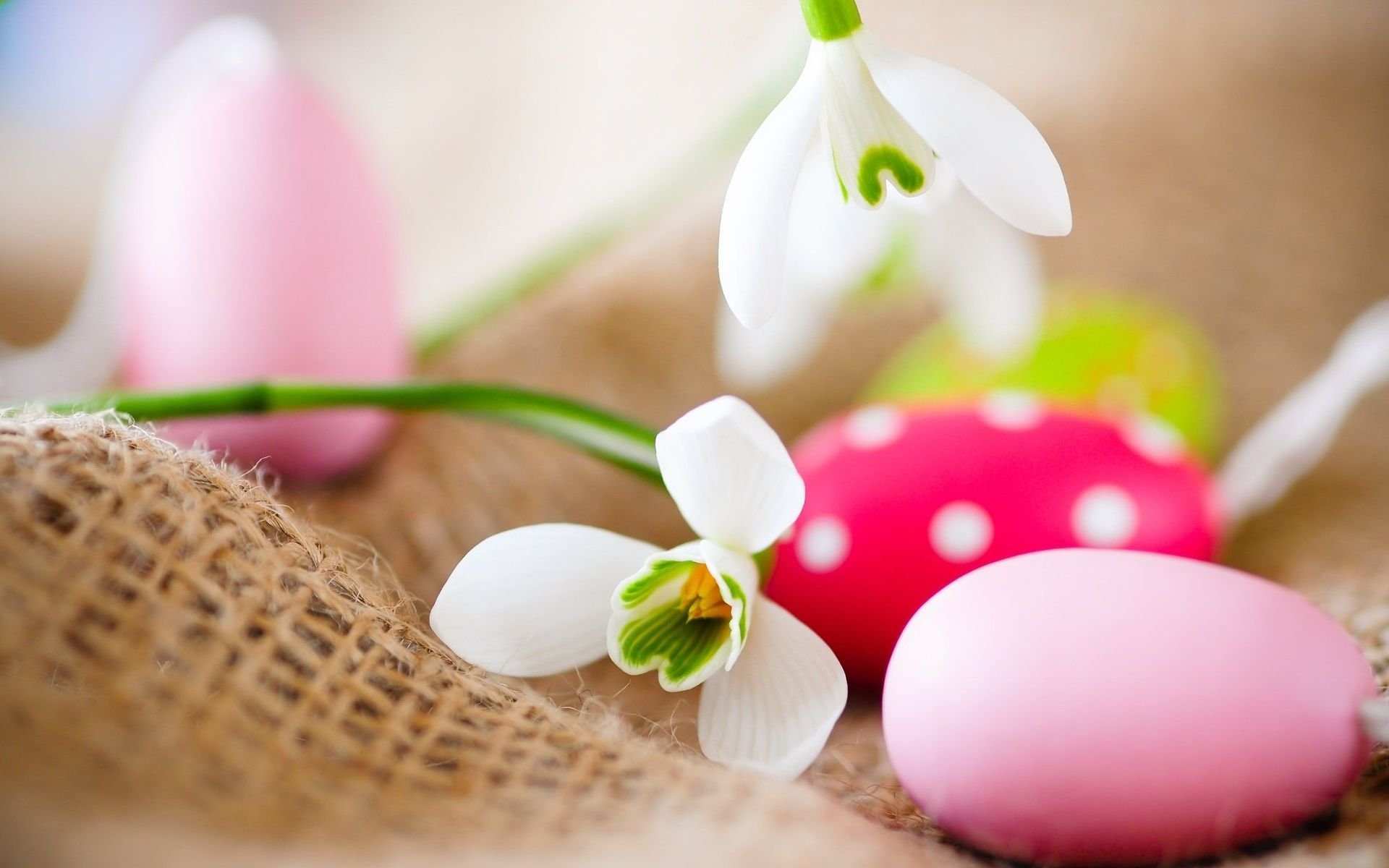 pâques oeufs de pâques krashenki fleurs perce-neige