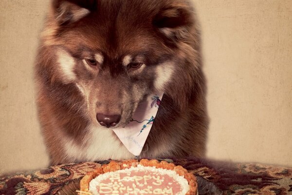 У собаки праздник день рождение . готовится лакомится тортом