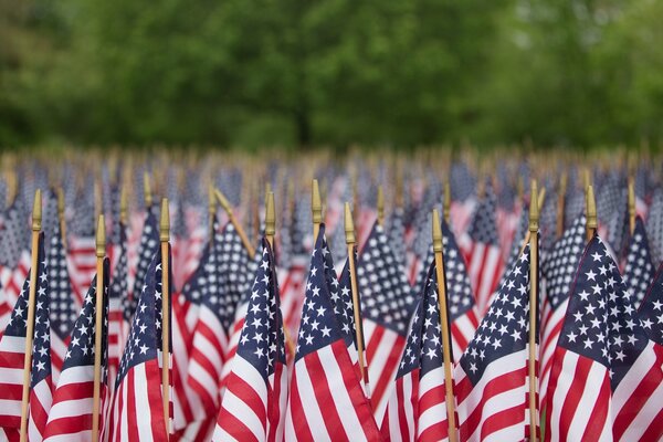 Eine große Anzahl von US-Flaggen