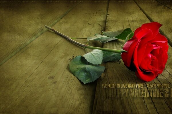 Flor roja signo de amor