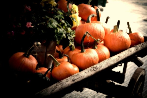 Harvest of pumpkins collected in autumn and lying on a cart