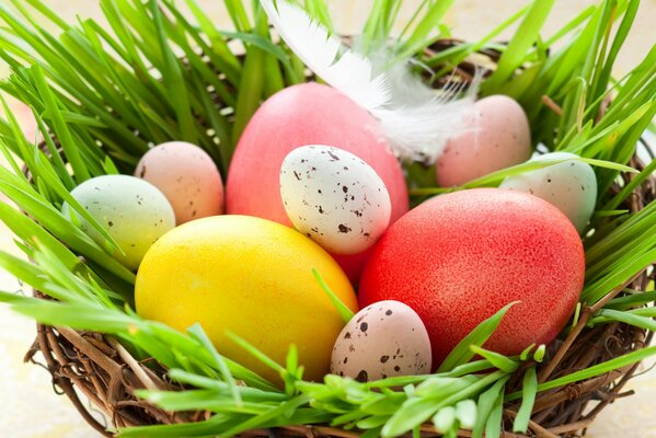 Codornices y huevos de Pascua se encuentran en el nido