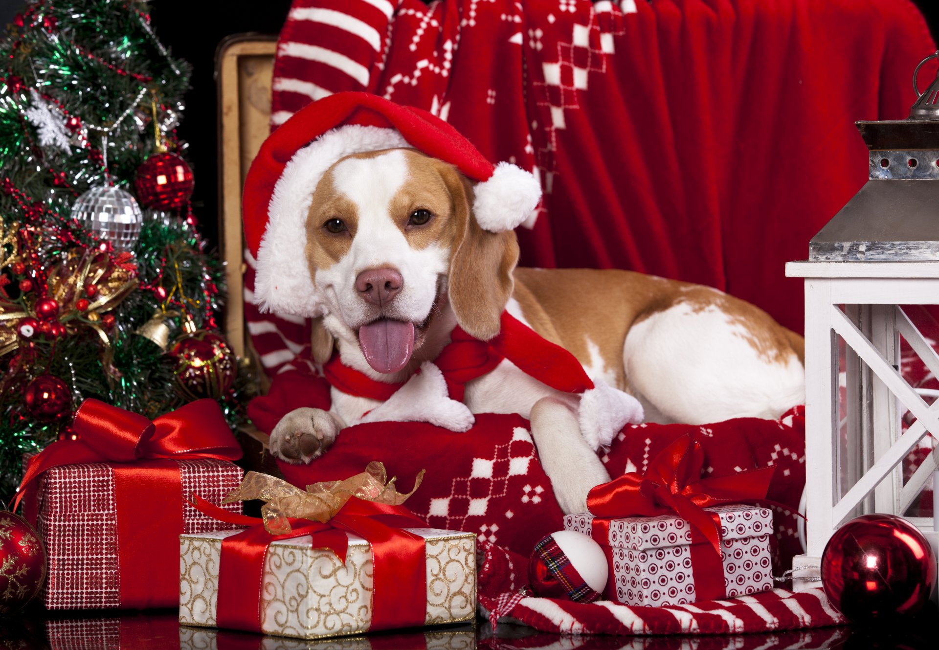 hund mütze geschenke laterne kugeln plaid