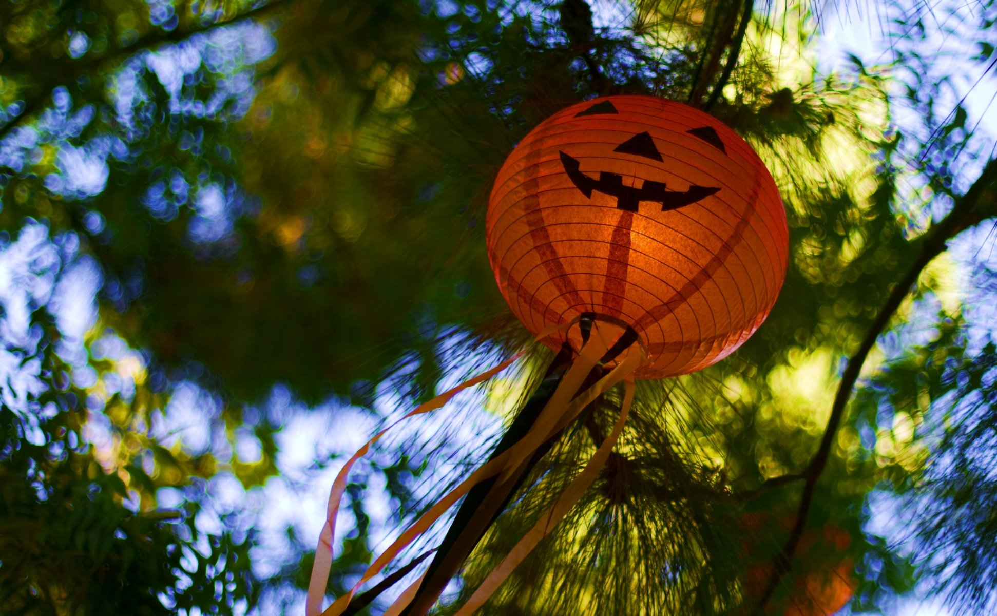 nature flou bokeh lampe de poche citrouille halloween heureux allo vacances