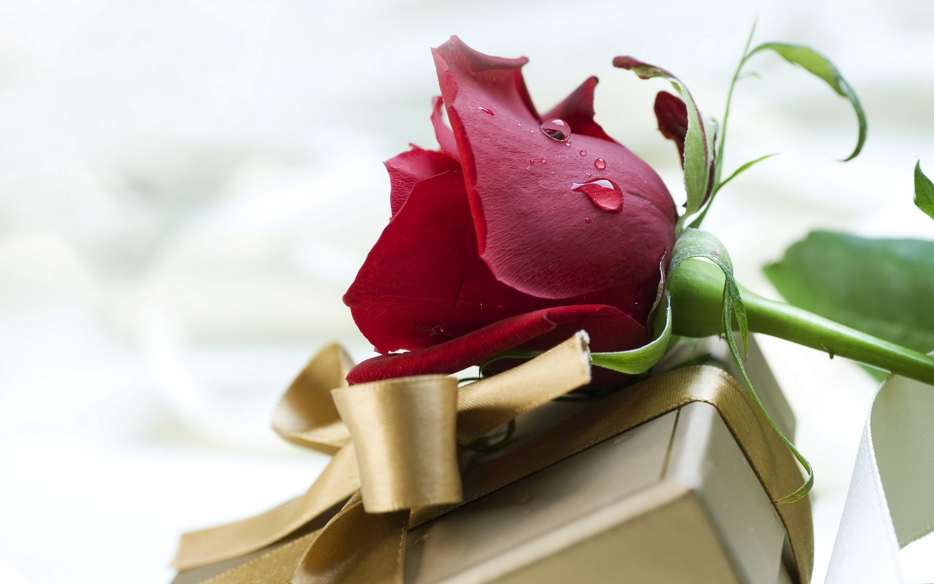 feiertag valentinstag valentinstag liebe gefühle blume rose rot geschenk box verpackung bogen band satin seide gold bronze farbe tropfen