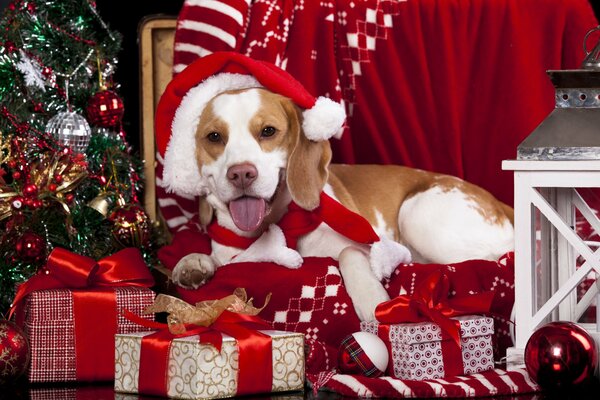 Viejo amigo y ayudante de papá Noel en el Servicio