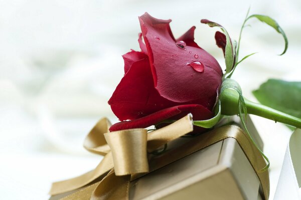 Hermosa rosa roja y Caja de oro