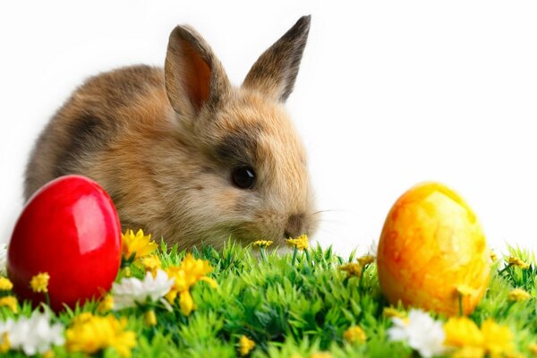 Pequeño conejo de Pascua