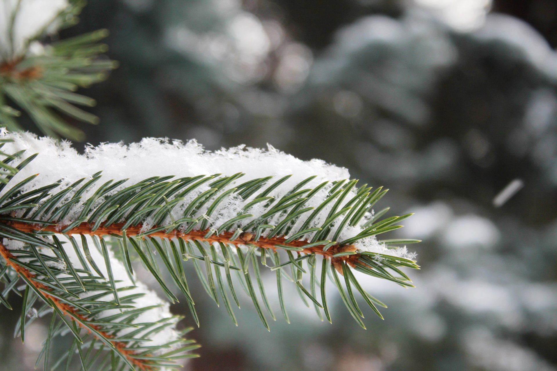 neve albero di natale ramo