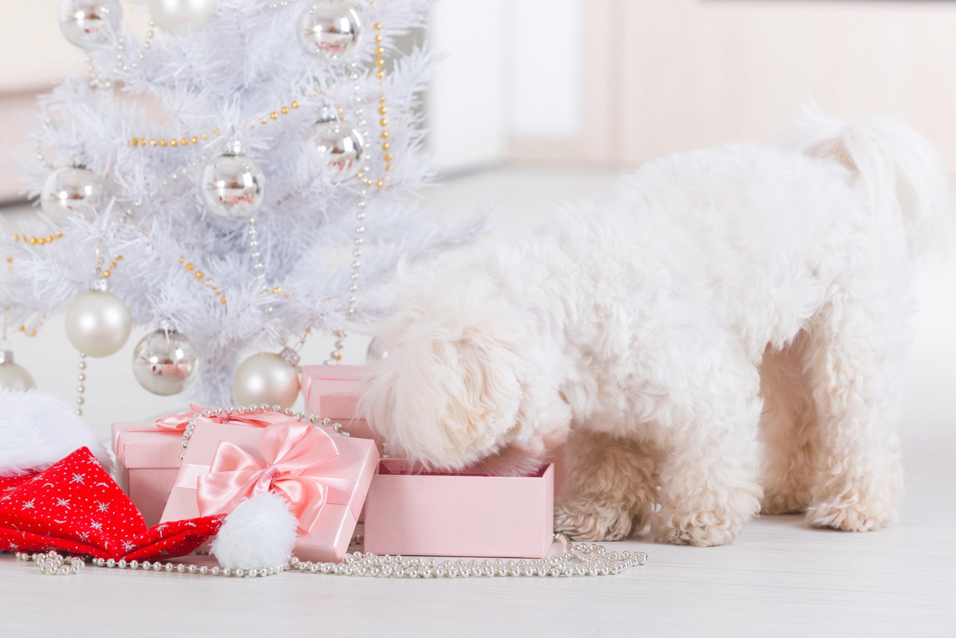 perro navidad año nuevo vacaciones