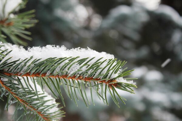 Una rama solitaria de pino cubierta de nieve