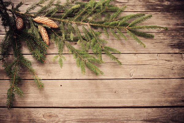 A sprig of a Christmas tree with cones