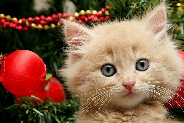 Petit chaton sur fond d arbre de Noël
