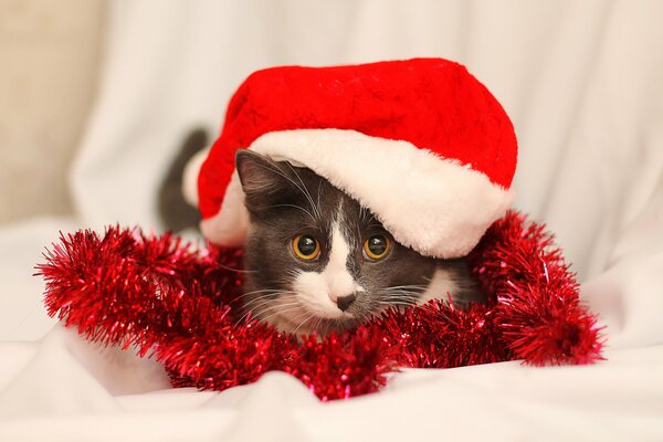 Chat en bonnet rouge et clinquant