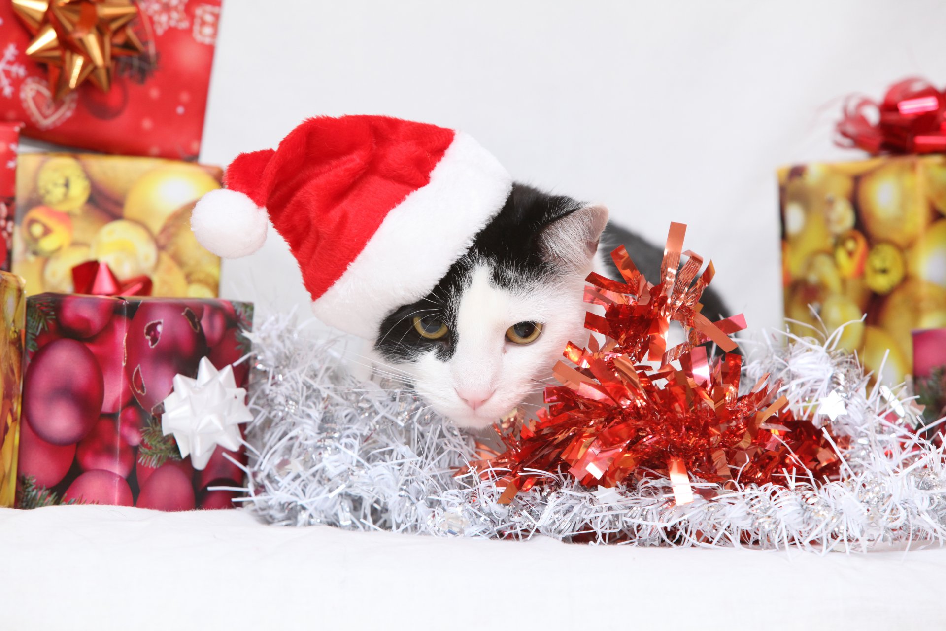 nouvel an chat chat cadeaux boîtes chapeau clinquant