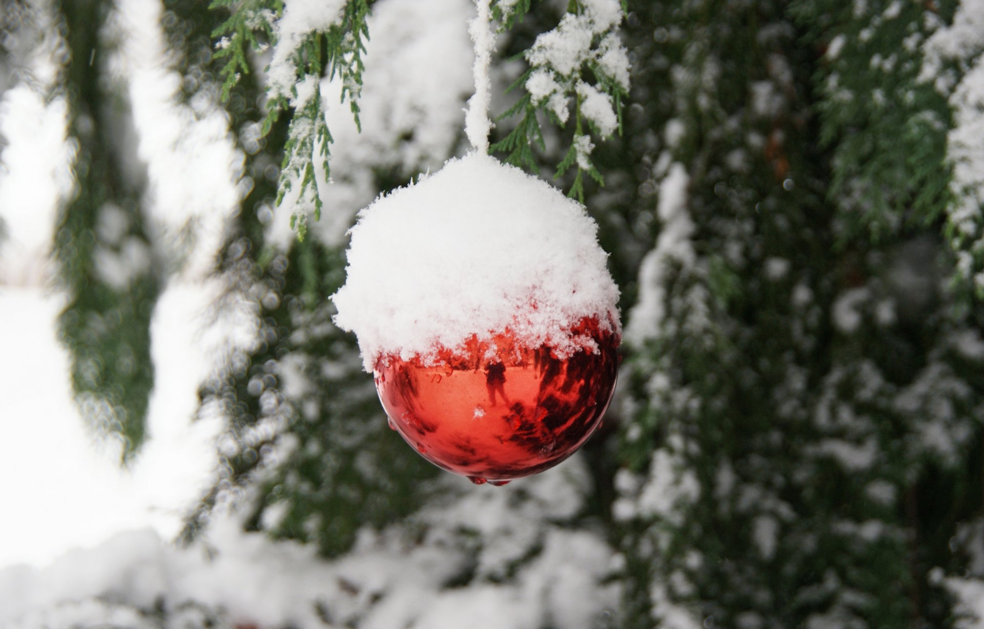 nieve reflexión ramas