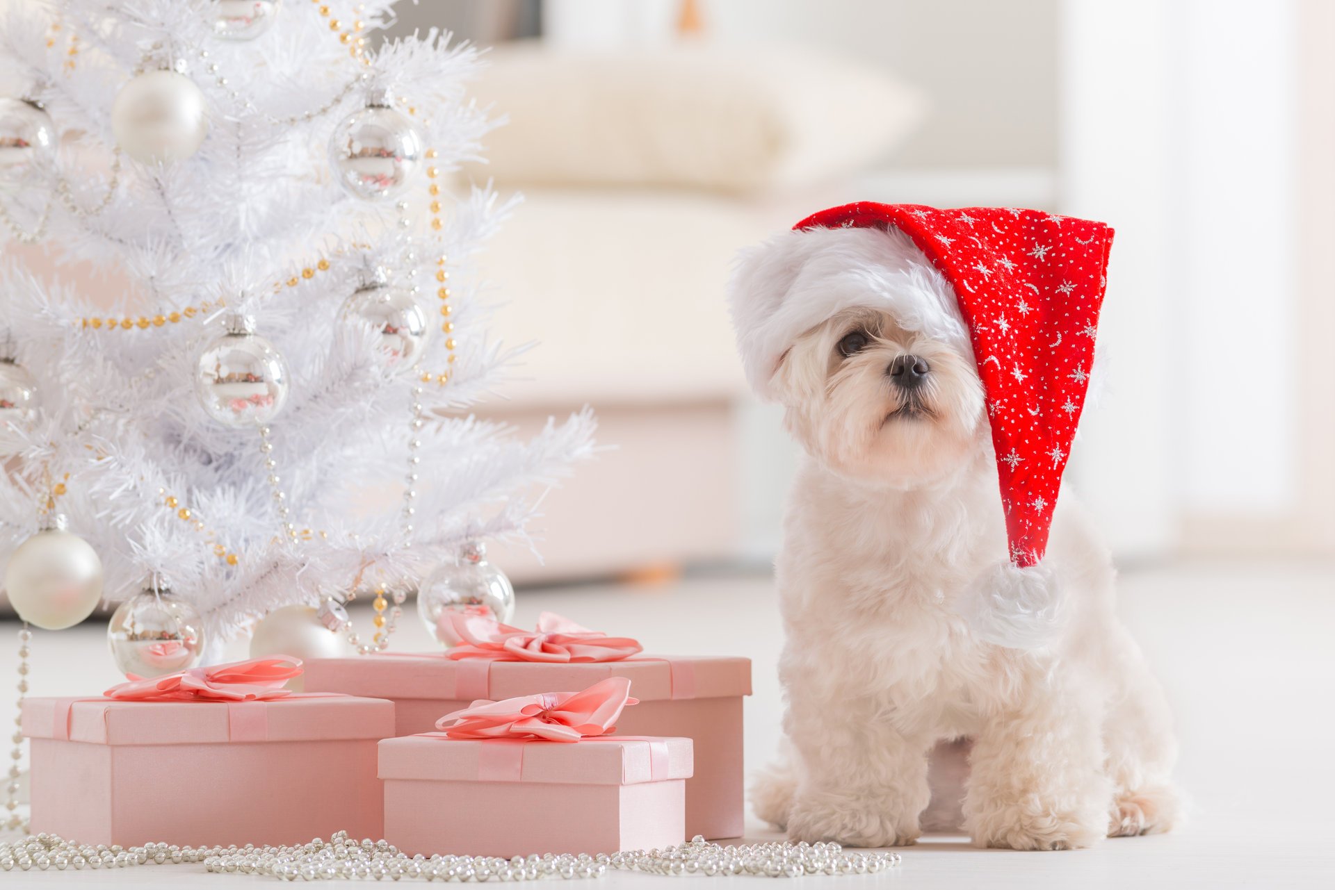 chien noël nouvel an vacances