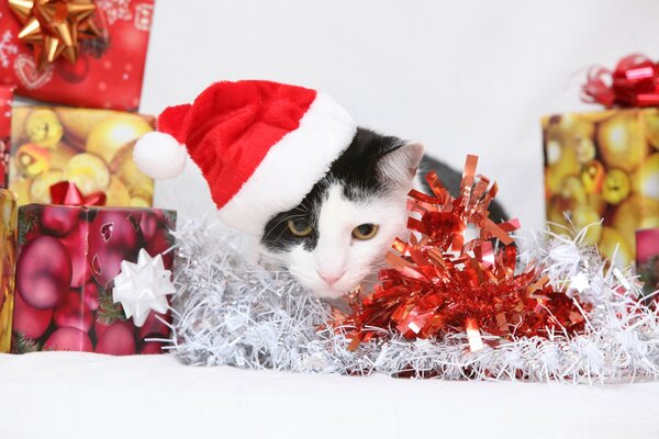 Eine Katze in einer Weihnachtsmütze inmitten von Girlanden