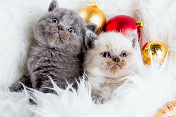 Deux chats avec des boules de Noël