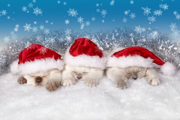 Three kittens in Christmas hats