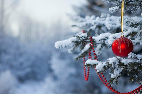 Beautiful New Year s forest picture