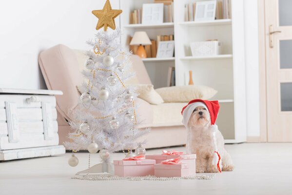 Ambiance de Noël blanc avec un chien