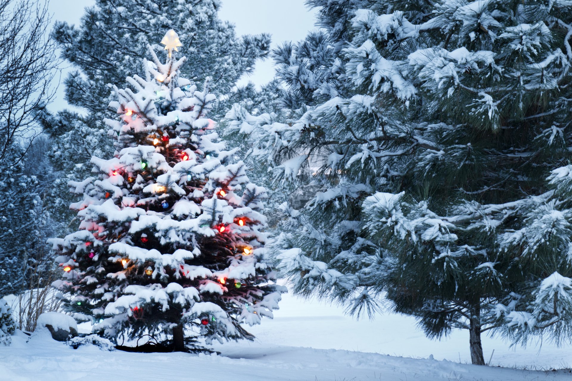 invierno nieve parque árbol de navidad decoración