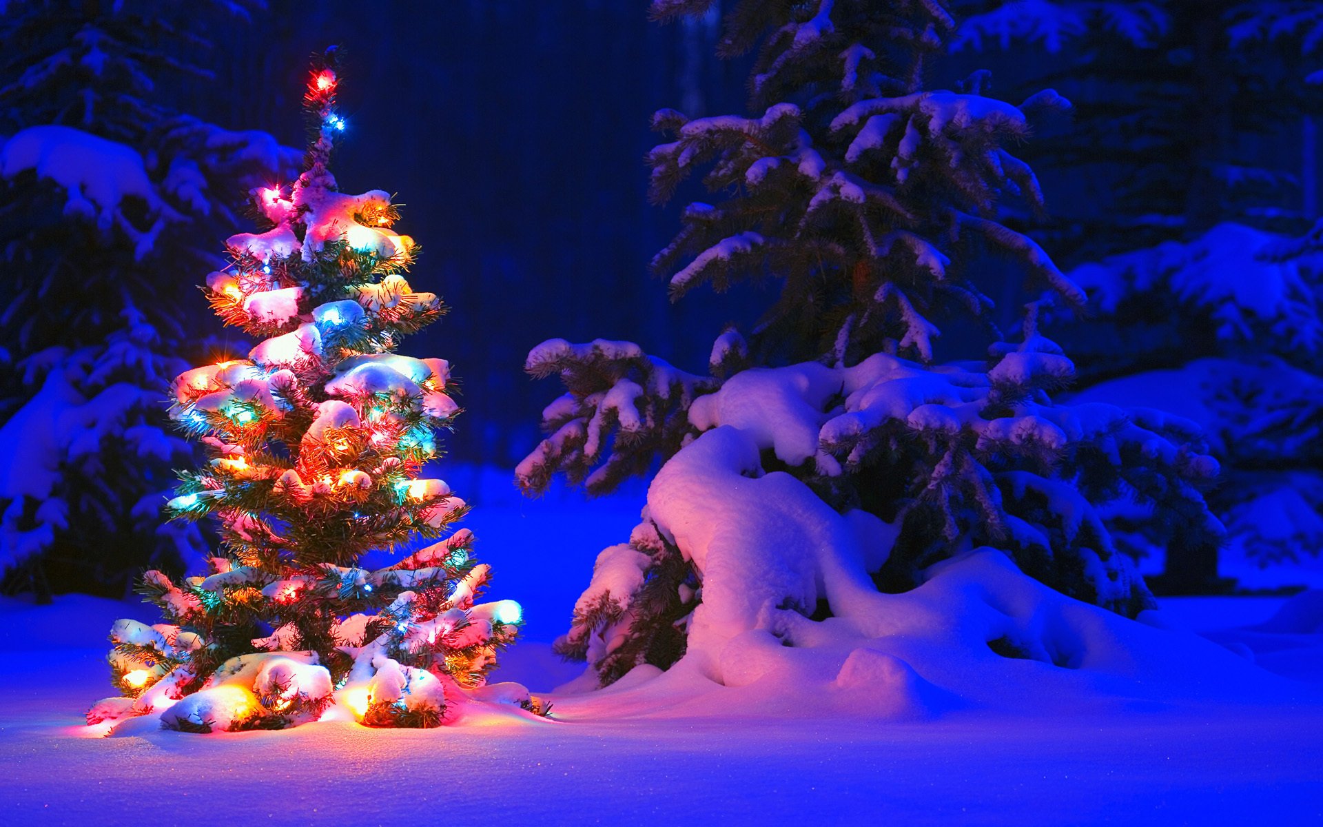 neige lanternes arbre forêt hiver arbres sapin arbre de noël hiver lumières guerlande lumière nuit