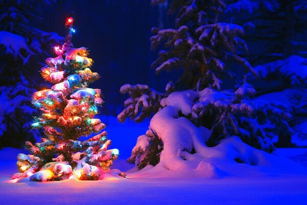 Arbre de Noël, comme la décoration principale de la nouvelle année. Noël