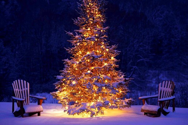 Árbol de Navidad vivo vestido en luces de año nuevo