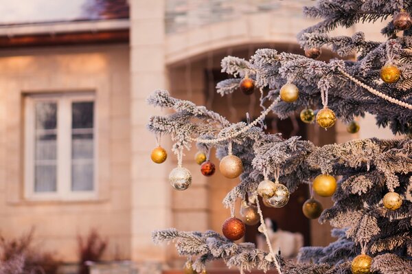 Blue spruce with golden balls on the background of the house