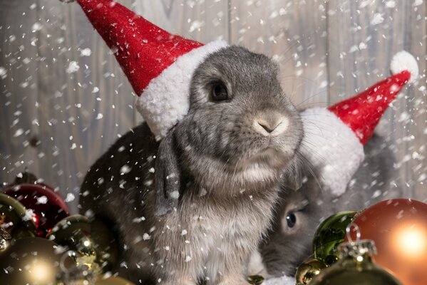 Weihnachtskaninchen im Schnee