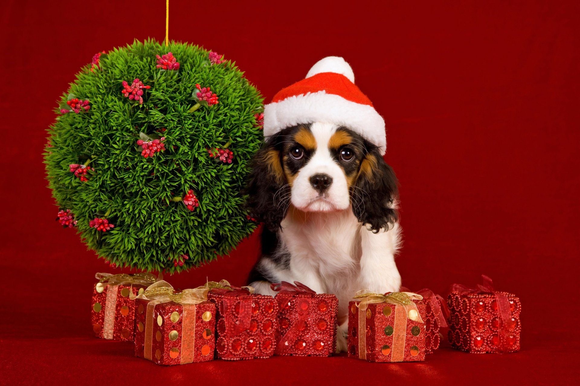 nuovo anno natale vacanza palle decorazione cane