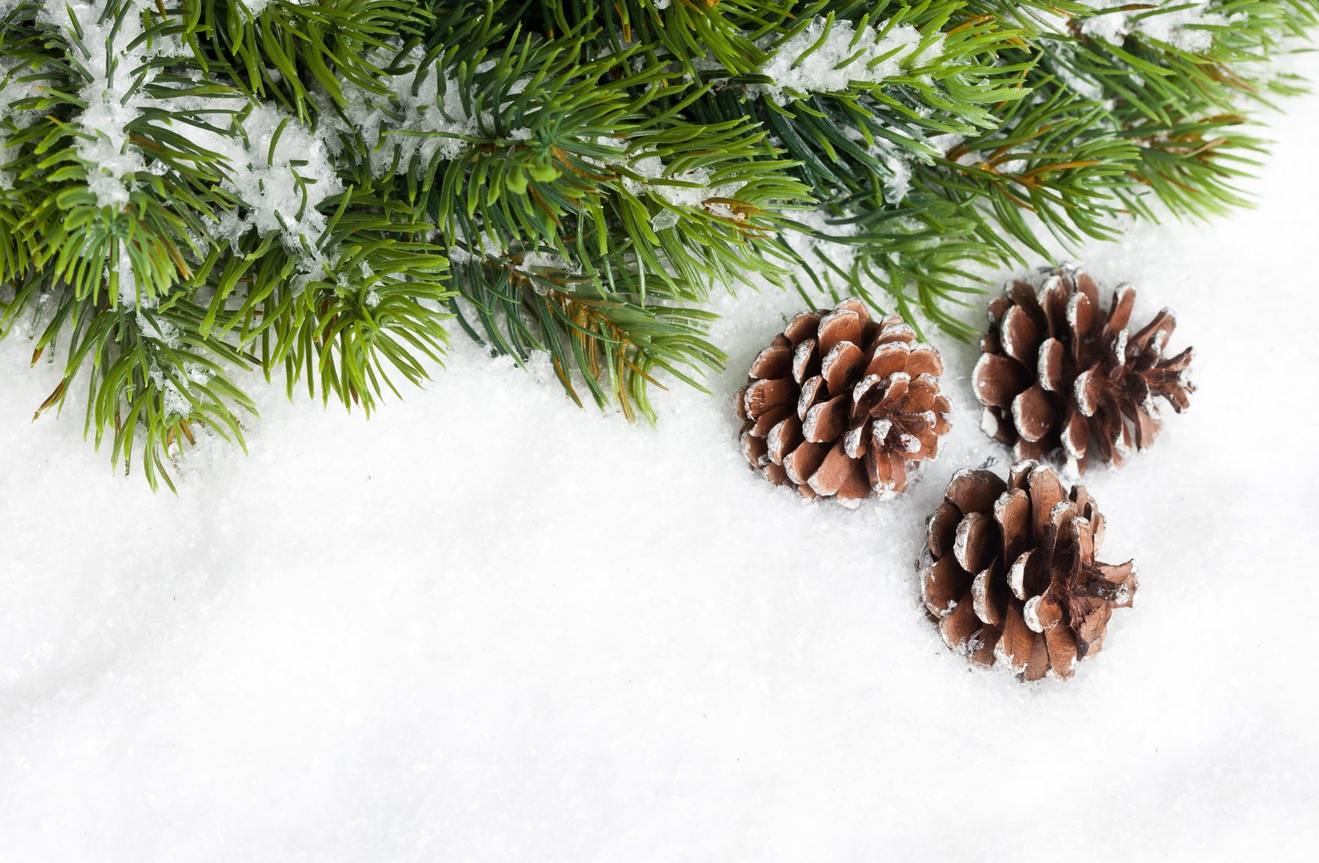 cônes branche aiguilles arbre de noël sapin neige nouvel an noël