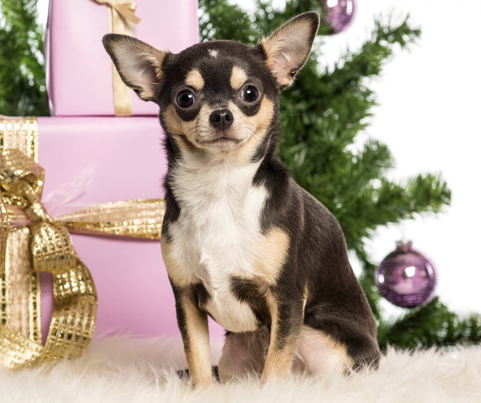 perro chihuahua año nuevo cajas regalos