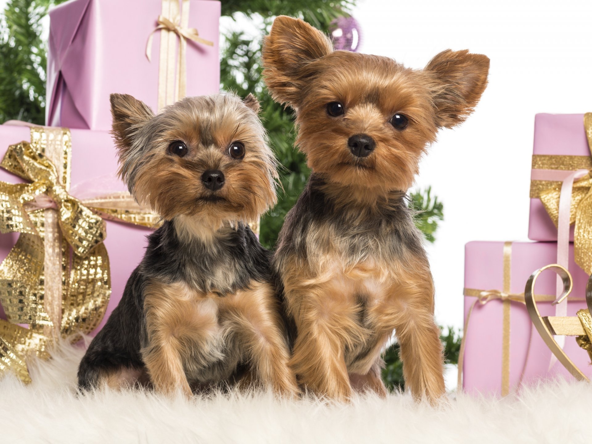 chiens yorkshire terrier nouvel an boîtes cadeaux