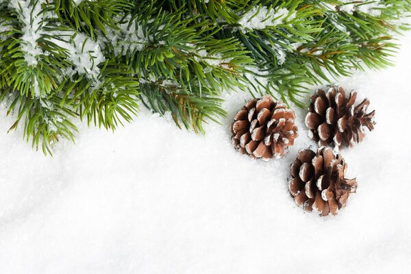 Christmas tree branch with cones and snow