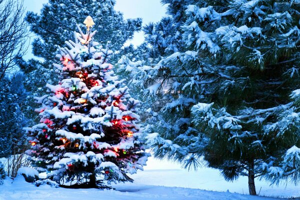 Un albero di Natale vivo vestito per il nuovo anno proprio nella foresta