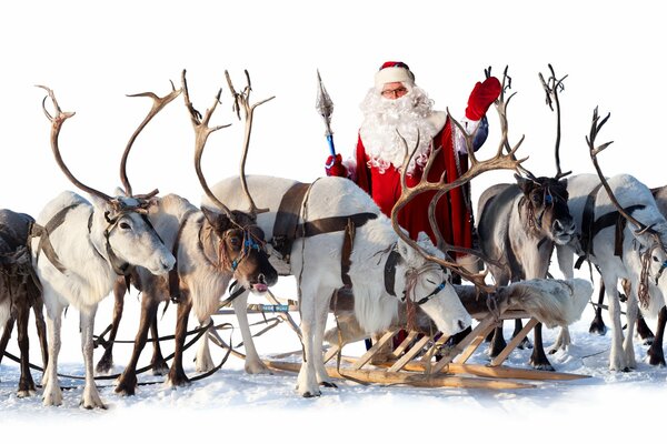 Père Noël dans un harnais avec des Rennes