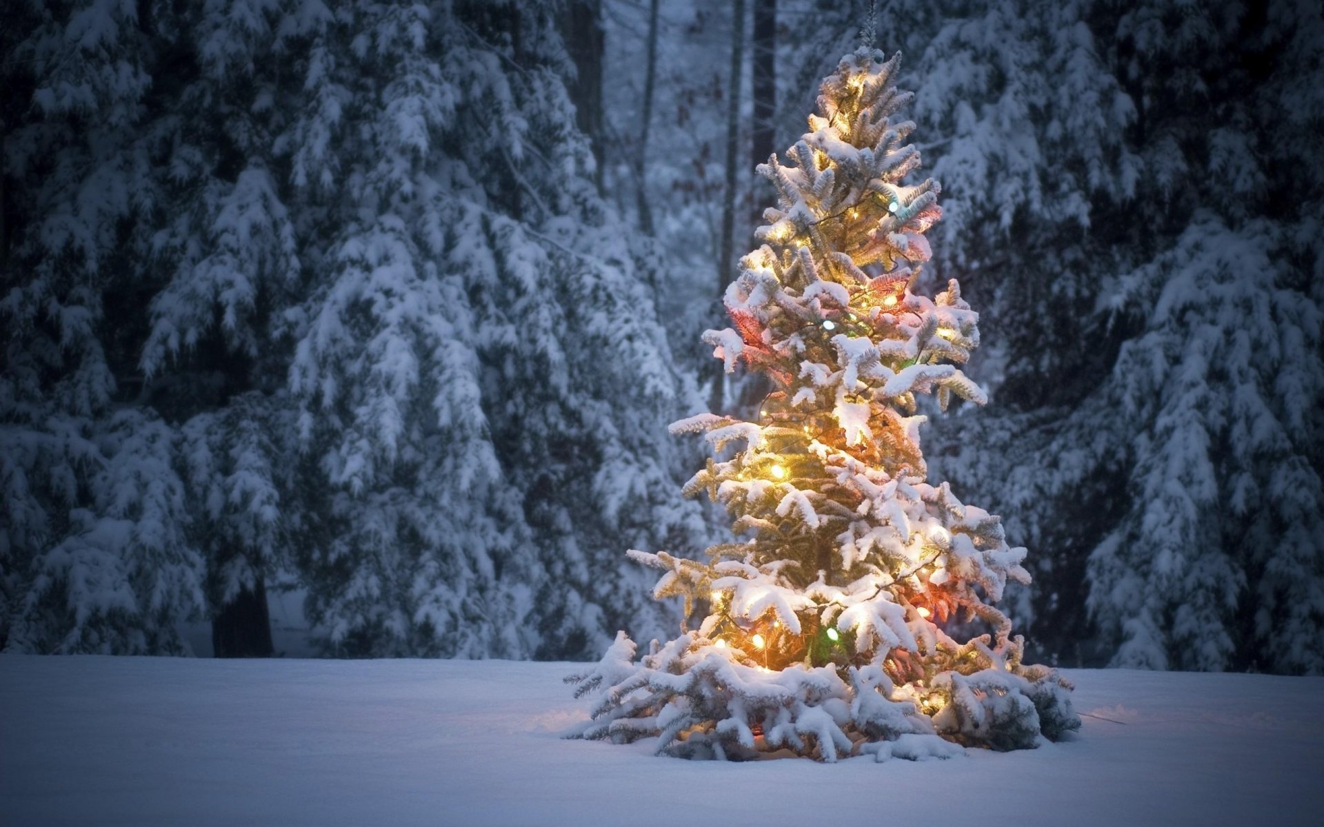 choinka las śnieg zima girlandy