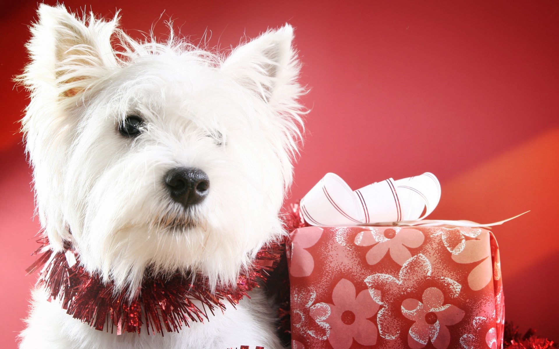 nouvel an noël vacances boules décoration chien