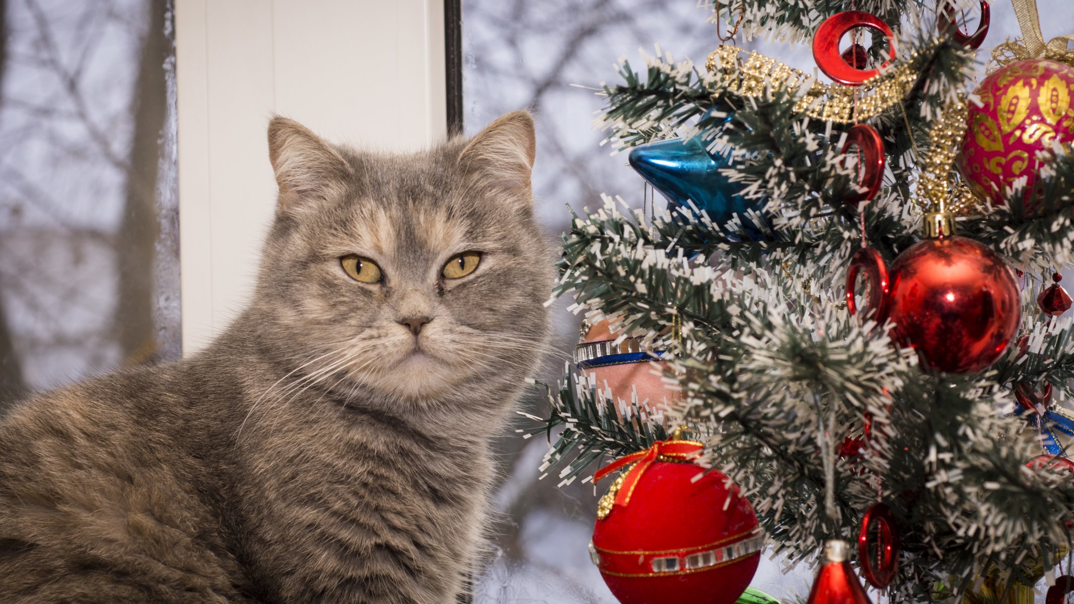 gatto albero di natale capodanno vacanza