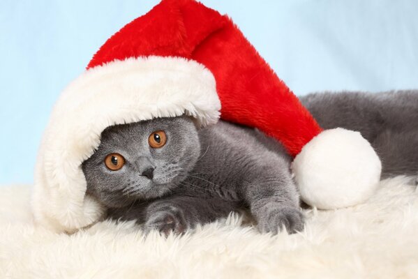 Foto di un gatto di Capodanno in un cappello