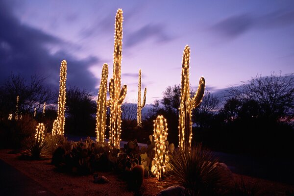 Cacti in garlands on a landscape background