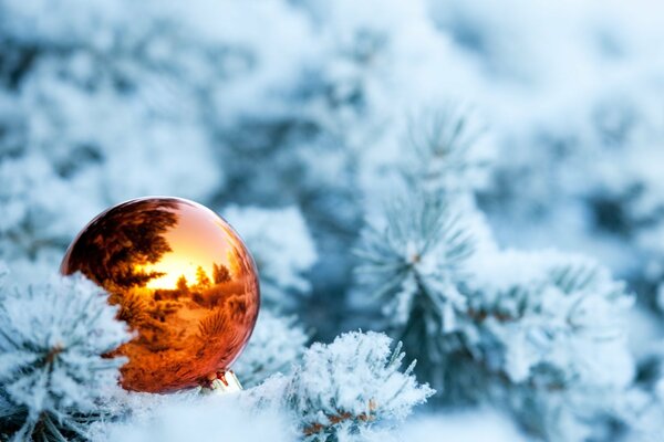 Réflexion des sapins d hiver dans la boule
