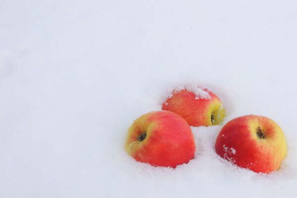 Manzanas rojas y amarillas yacen en la nieve