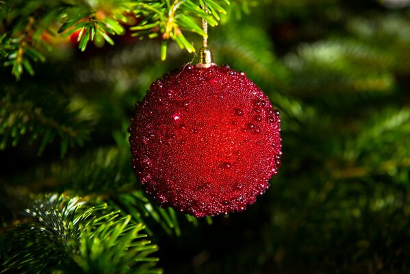 Red ball on the branch of the Christmas tree