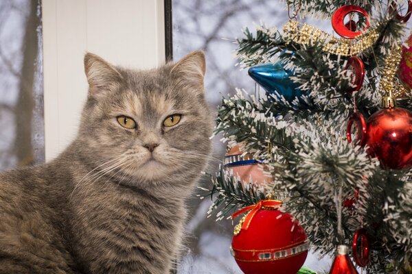 Hermoso gato y árbol de Navidad